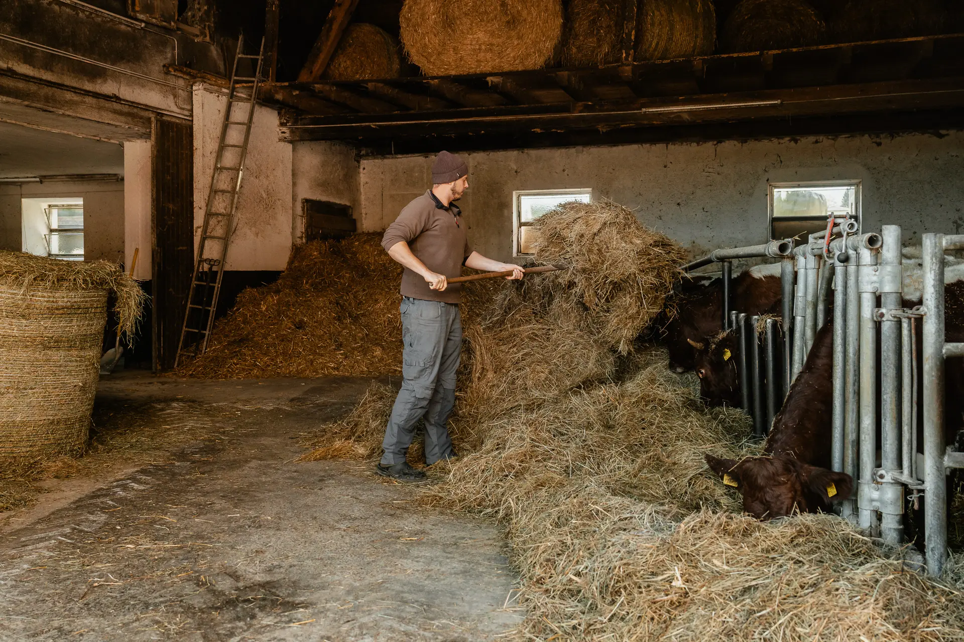 Auf dem Rasdorferhof in Kärnten füttert der Landwirt Kurt Hopfgartner nachhaltig gehaltene Kühe im Stall mit hochwertigem Heu.
