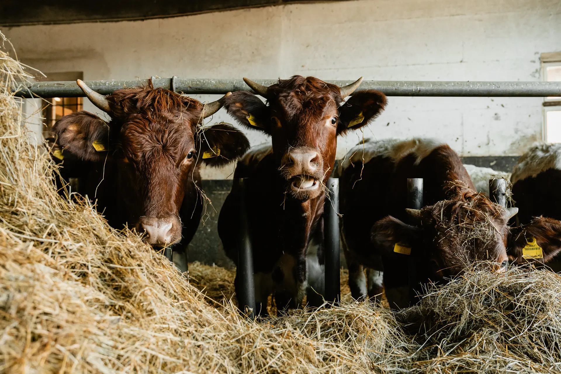 Drei braune Kühe genießen frisches Heu im Stall des Rasdorferhofs in Kärnten. Sonnenlicht betont die nachhaltige Qualität.