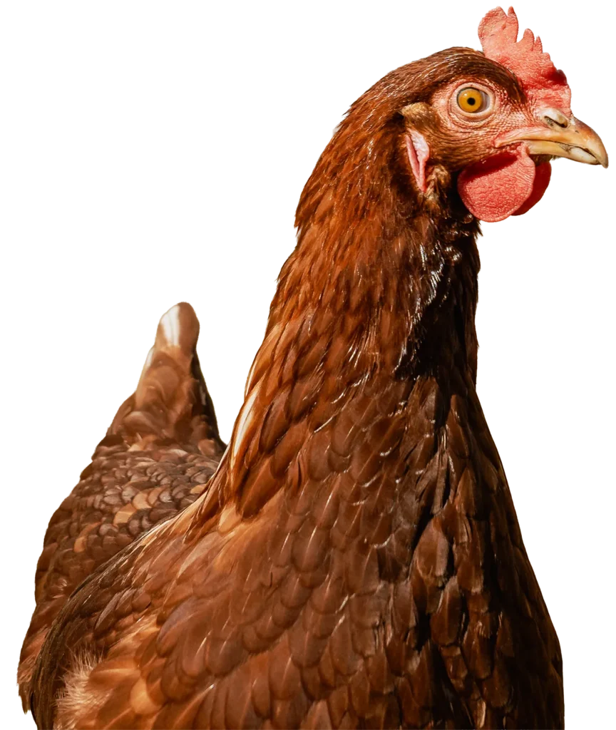 Jetzt Bauernprodukte online kaufen. Das Foto zeigt eine freigestellte Henne vom Rasdorferhof in Kärnten